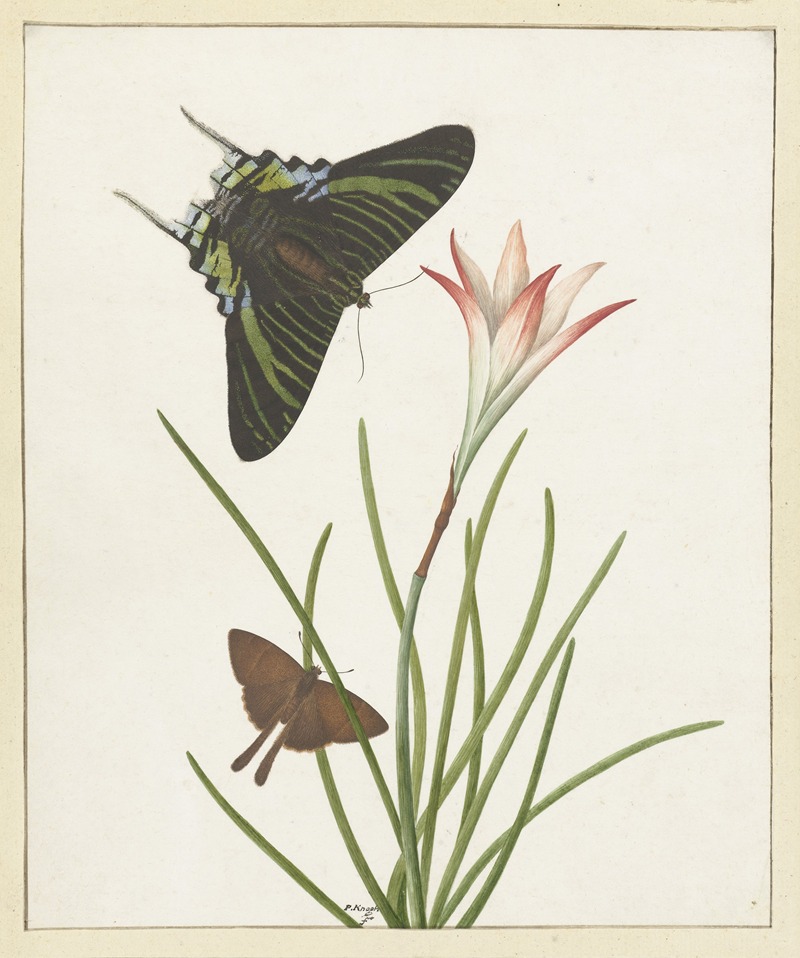 Twee vlinders bij een lelie by Paulus Knogh, 1747 - 1802 — digital art print download
