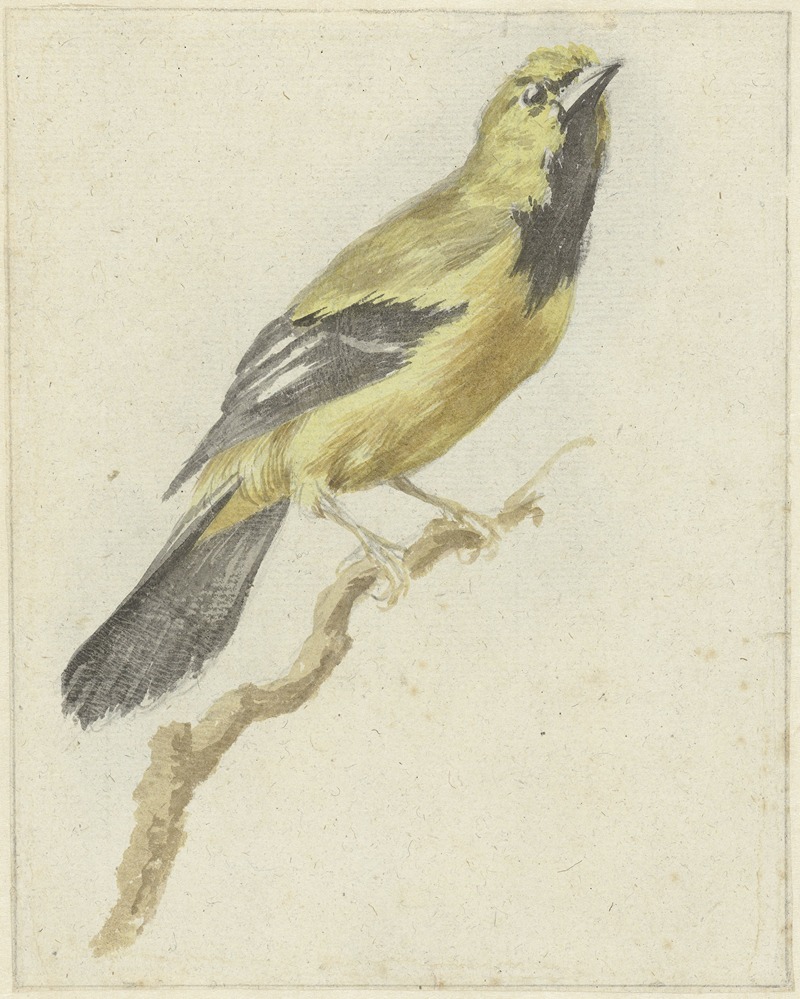 Gele Troepiaal (Icterus nigrogularis) by Pieter Gevers, 1700 - 1800 — digital art print download