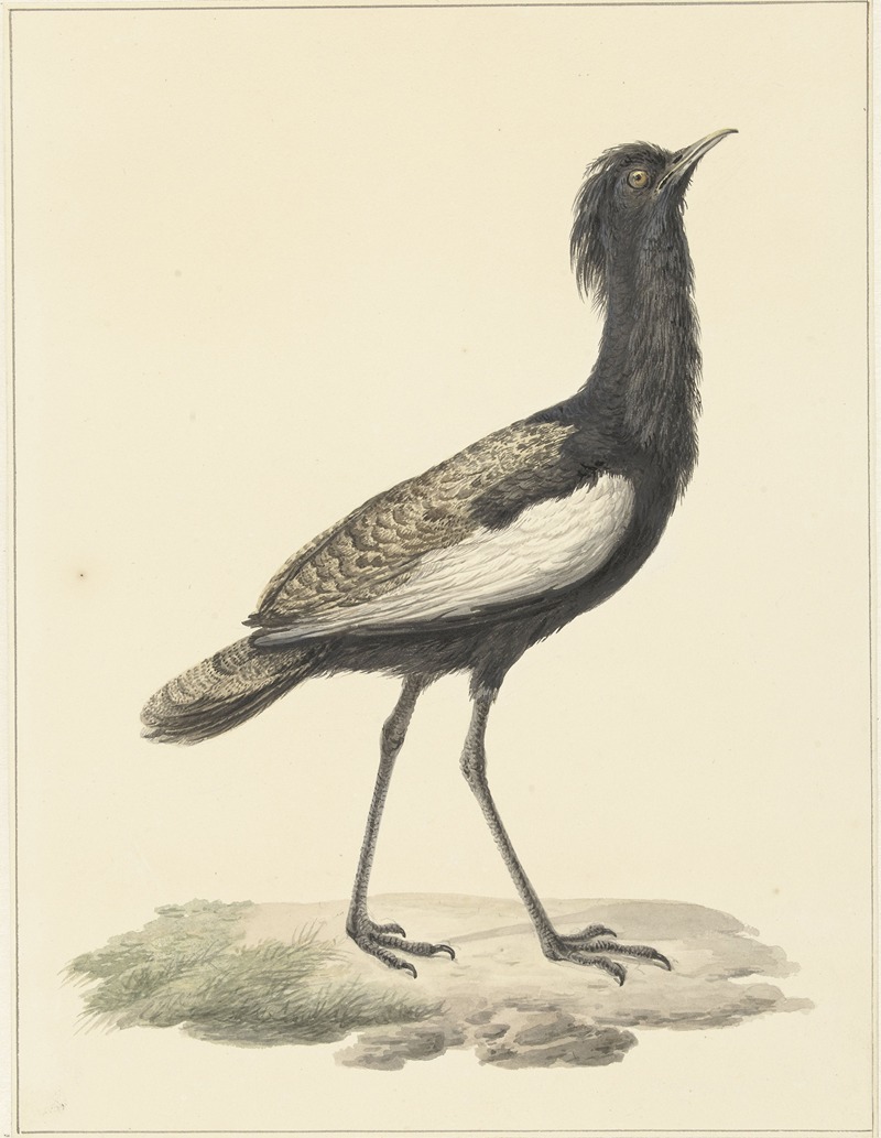 Baardtrap (Eupodotis bengalensis ; Houbaropsis bengalensis) — Pieter Pietersz. Barbiers