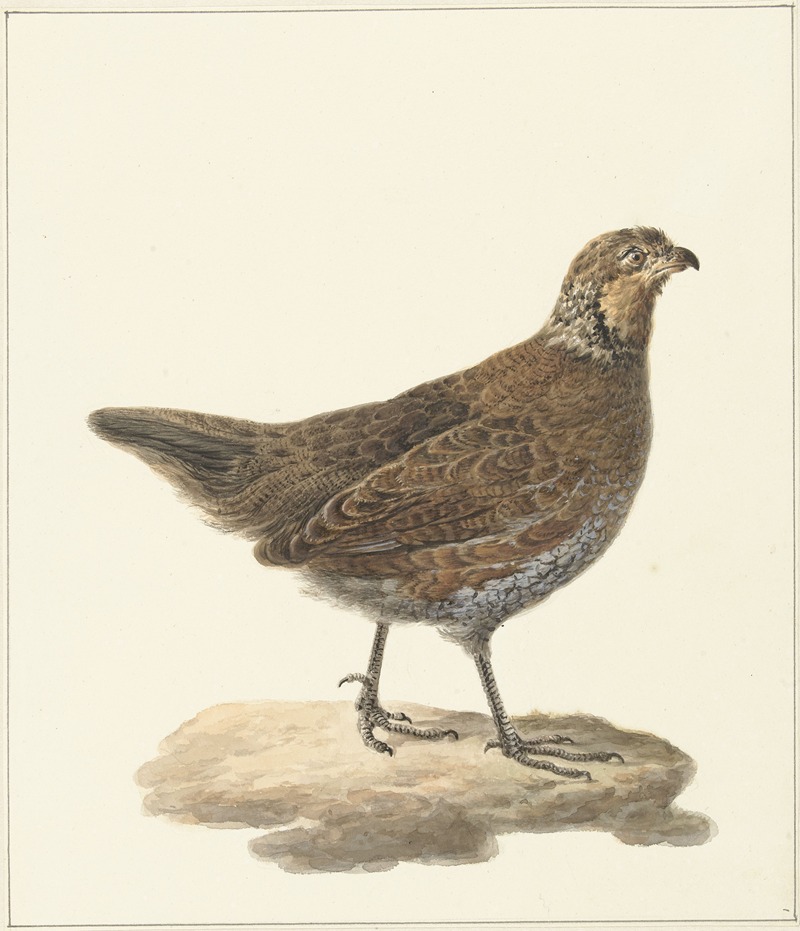 Bobwhite (Colinus virginianus) by Питер Питерсз. Барбиерс, 1759 - 1842 — digital art print download