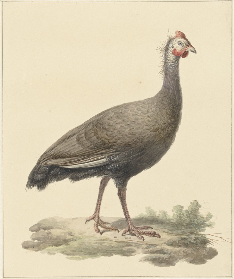 Helmparelhoen by Pieter Pietersz. Barbiers, 1759 - 1842 — digital art print download