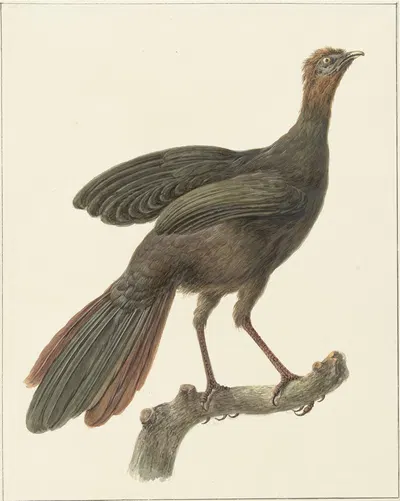 Kuifsjakohoen (Penelope purpurascens) by Питер Питерсз. Барбиерс, 1759 - 1842 — digital art print download