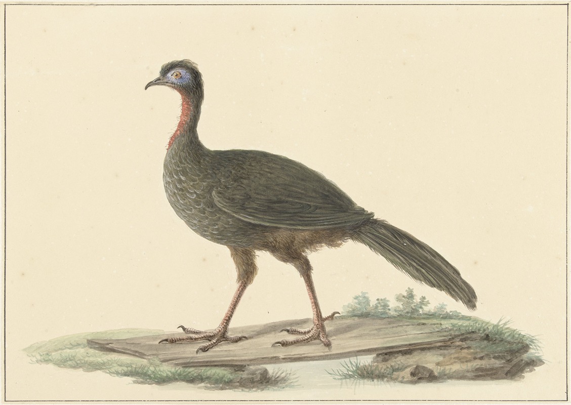 Marailsjakohoen (Penelope marail) by Питер Питерсз. Барбиерс, 1759 - 1842 — digital art print download