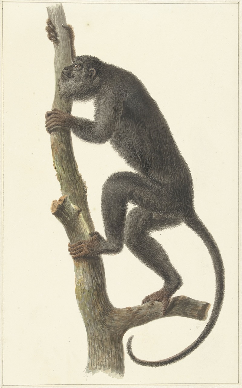 Zwarte brulaap (Paraguay) by Питер Питерсз. Барбиерс, 1759 - 1842 — digital art print download