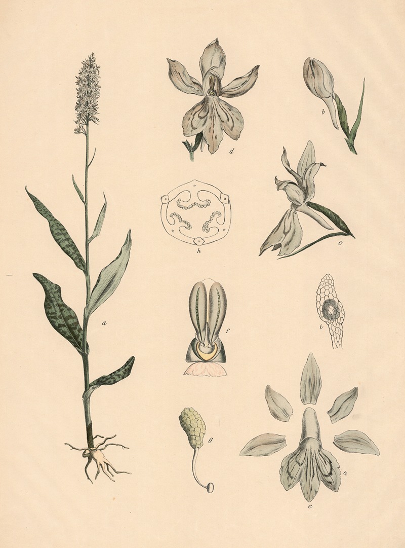 Geflecktes Knabenkraut by Franz Engleder, 1911 — digital art print download