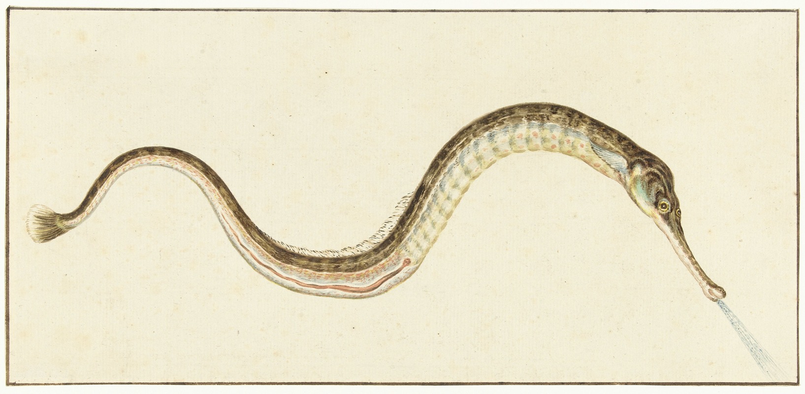 Zeenaald (Syngnatus Acus) — Pieter Withoos
