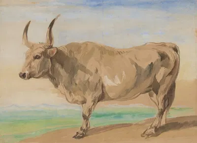 Study of Hungarian breed ox by Пётр Михаловский, 1845 — digital art print download