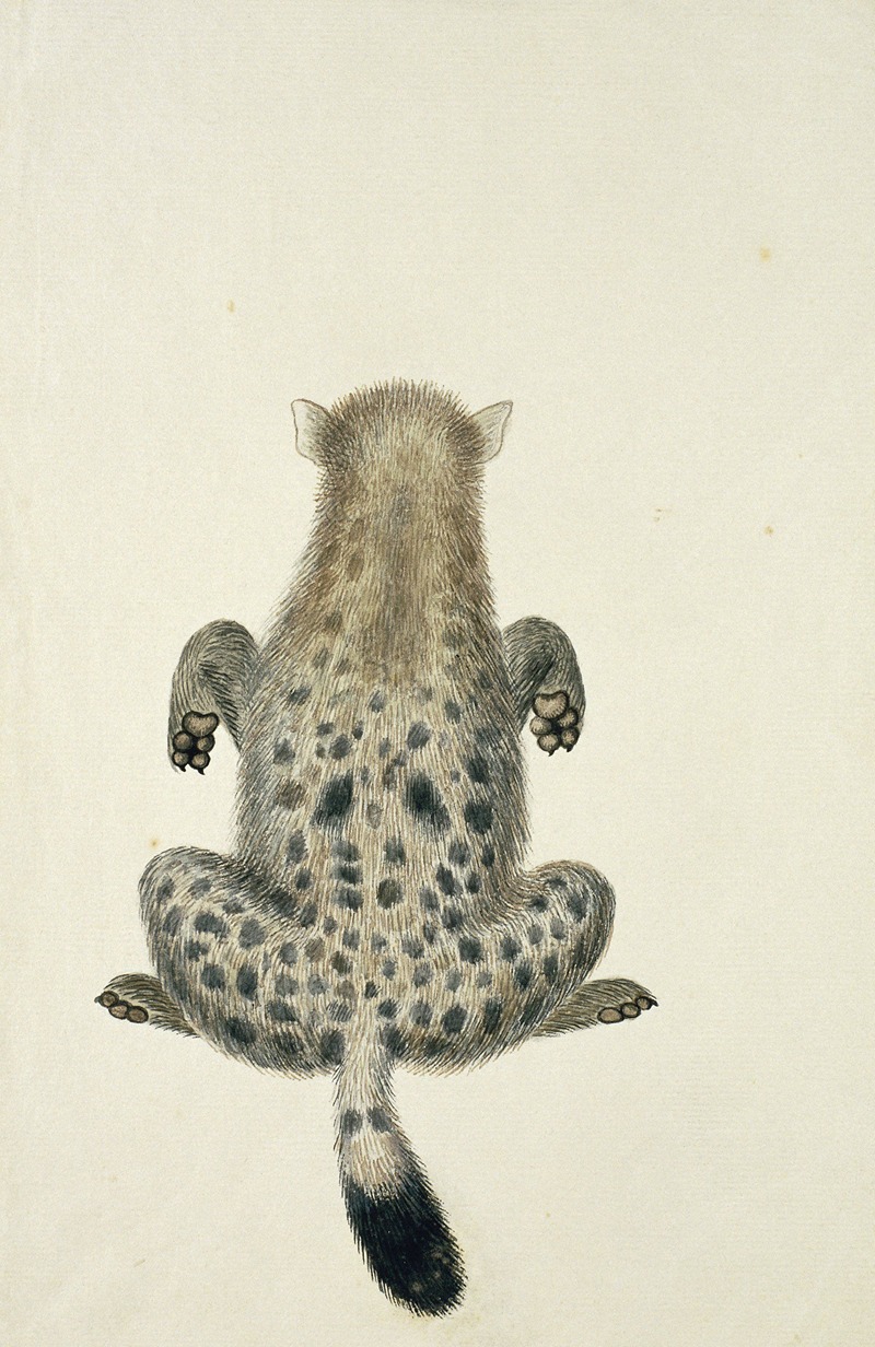 Crocuta crocuta (Spotted hyena) by Robert Jacob Gordon, 1777 — digital art print download