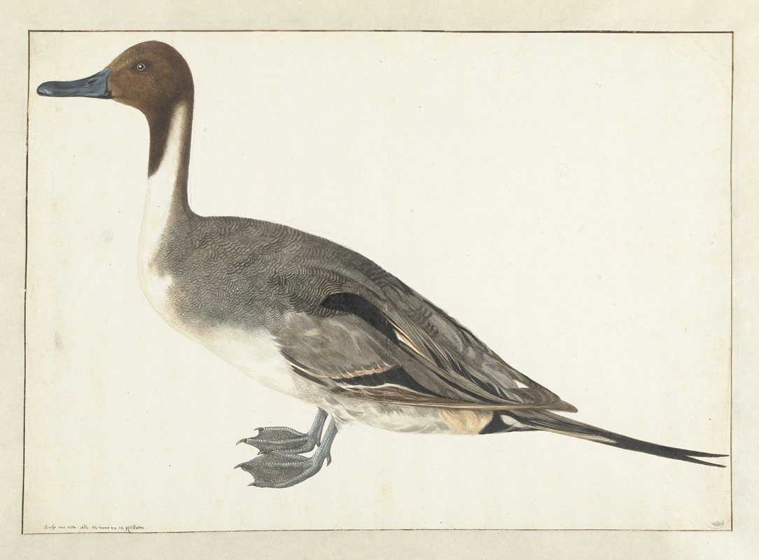 Drake Pintail by Рохус ван Вейн, 1682 — digital art print download