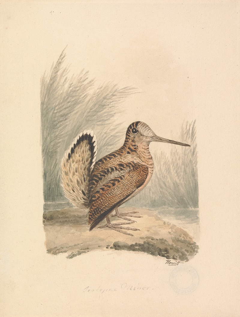 A Woodcock by Самуэль Ховитт — digital art print download