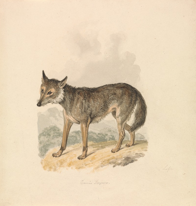 Canis Lupus, or Gray Wolf by Samuel Howitt — digital art print download