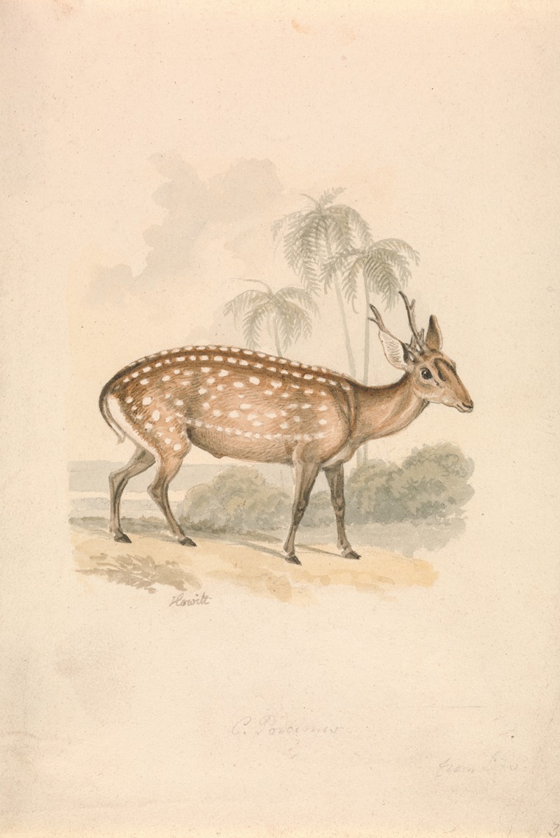 Hog Deer by Samuel Howitt — digital art print download
