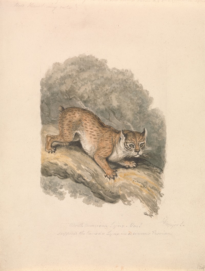 North American Lynx by Самуэль Ховитт — digital art print download
