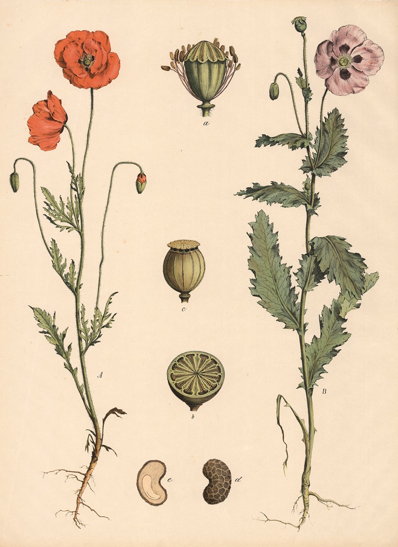 Klatsch-Mohn. Garten-od. Schlaf-Mohn. by Franz Engleder, 1911 — digital art print download