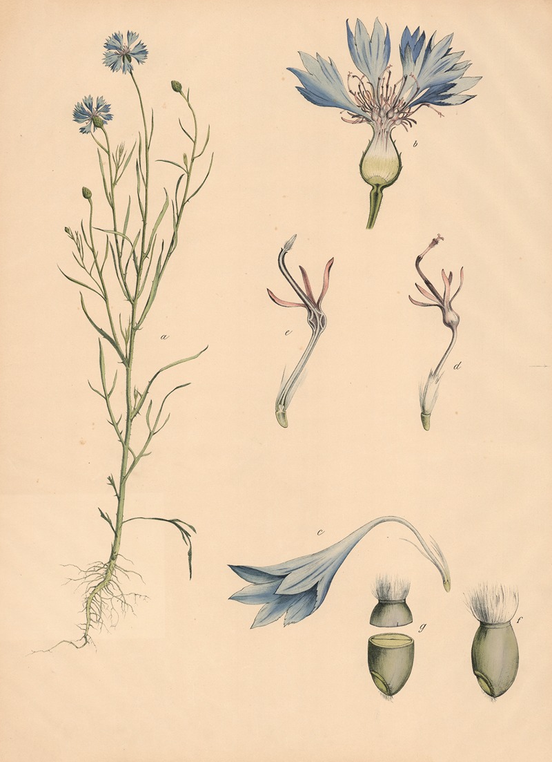 Kornblume by Franz Engleder, 1911 — digital art print download