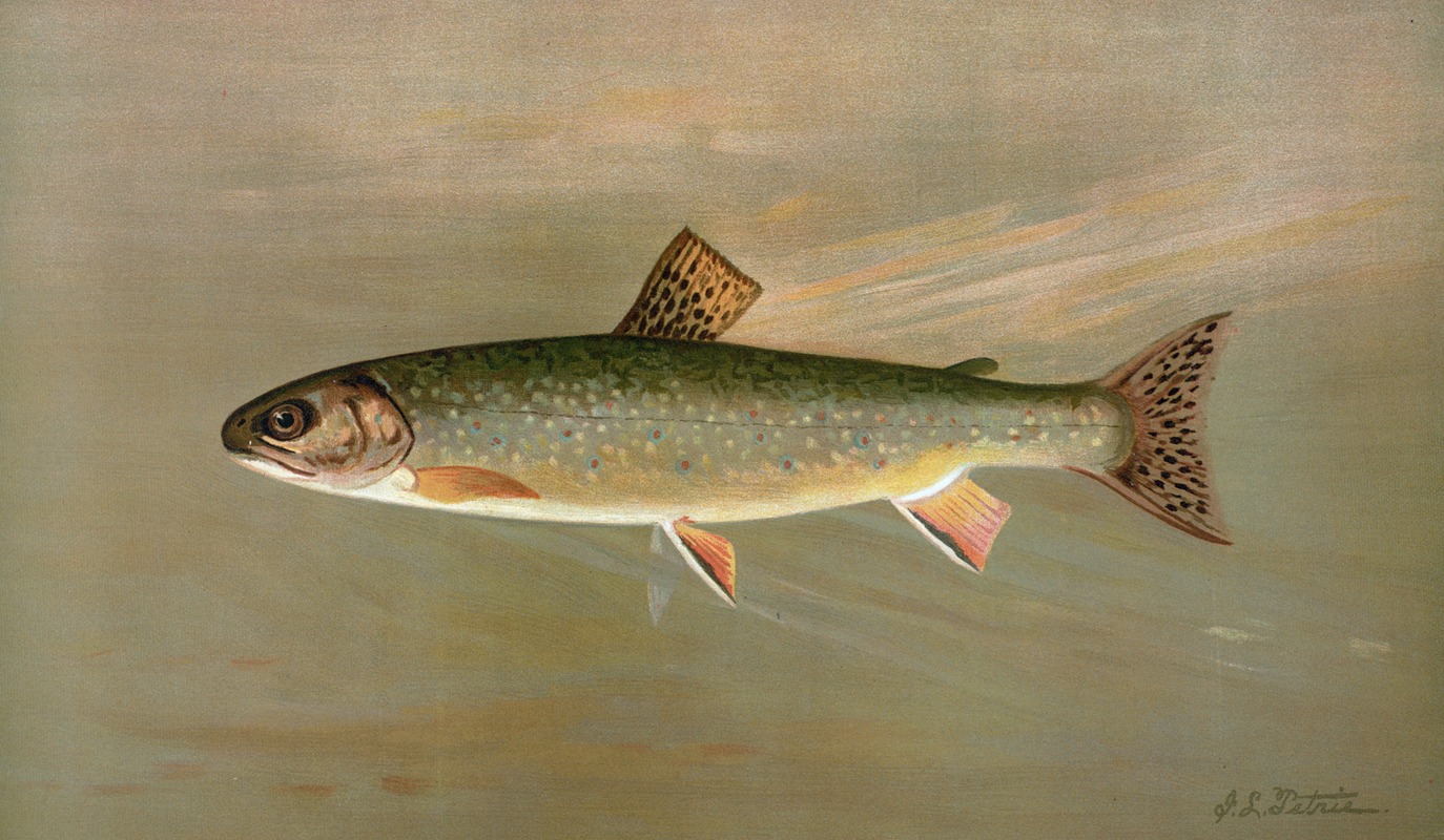 The American Brook Trout, Salvelinus fontinalis. — John L. Petrie