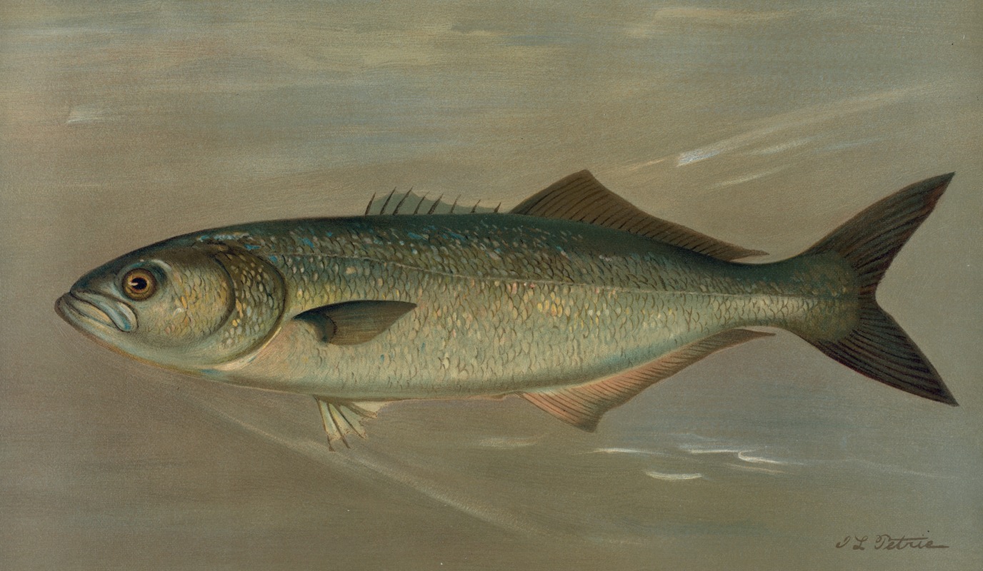 The Bluefish, Pomatomus saltatrix. by John L. Petrie, 1898 — digital art print download