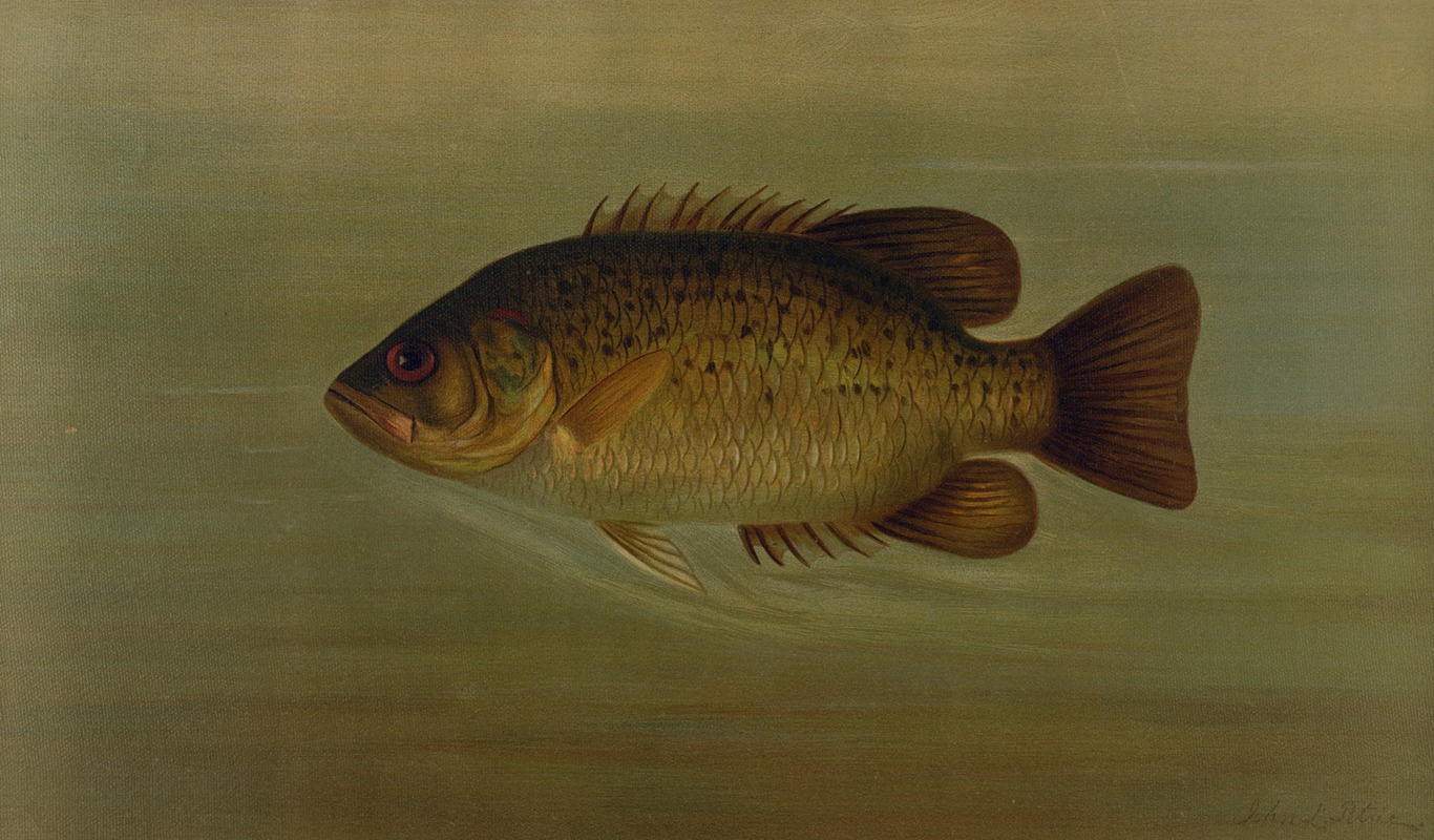 The Common Sunfish, Eupomotis gibbosus. by John L. Petrie, 1898 — digital art print download