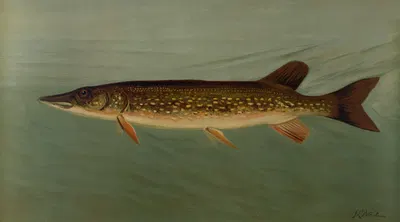 The Eastern or Banded Pickerel, Lucius reticulatus. by John L. Petrie, 1898 — digital art print download