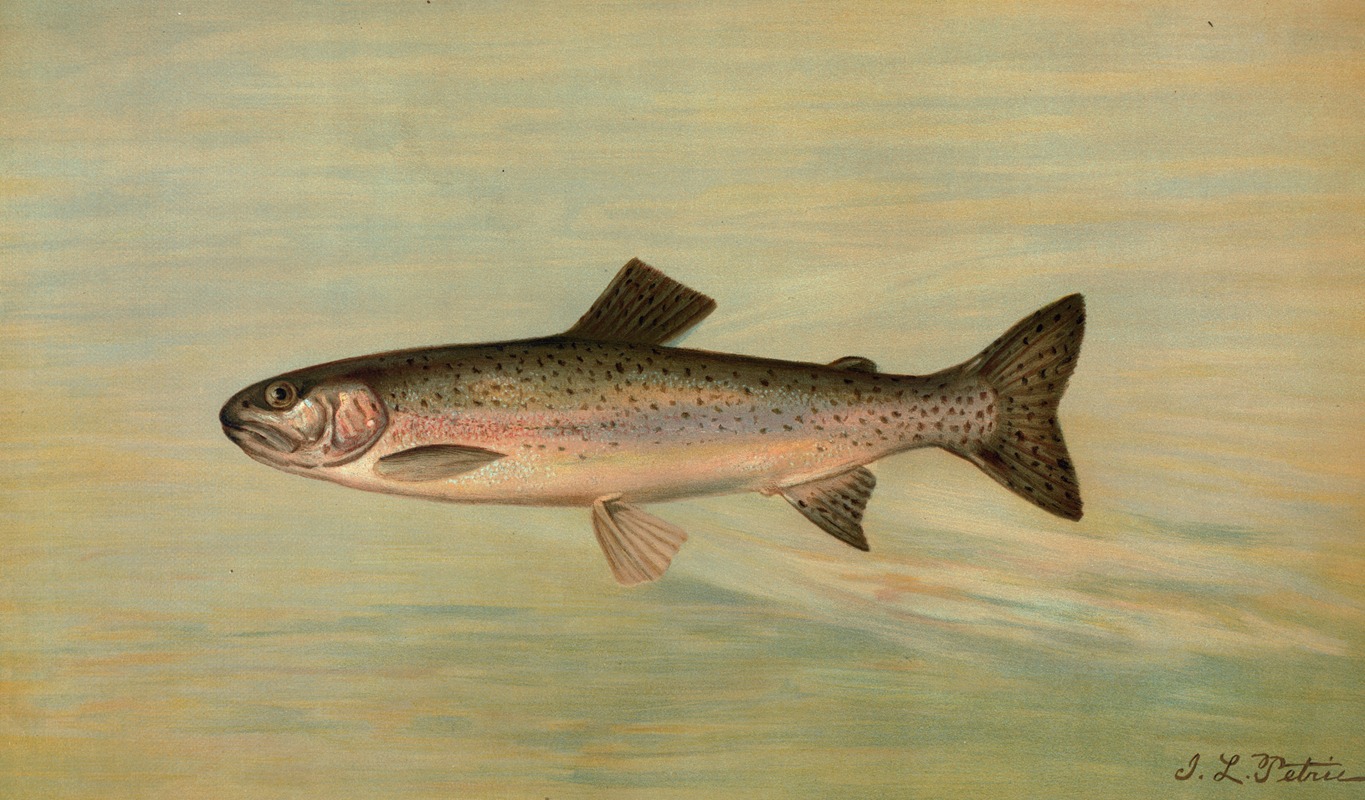 The Kern River Trout, Salmo irideus gilberti. — John L. Petrie
