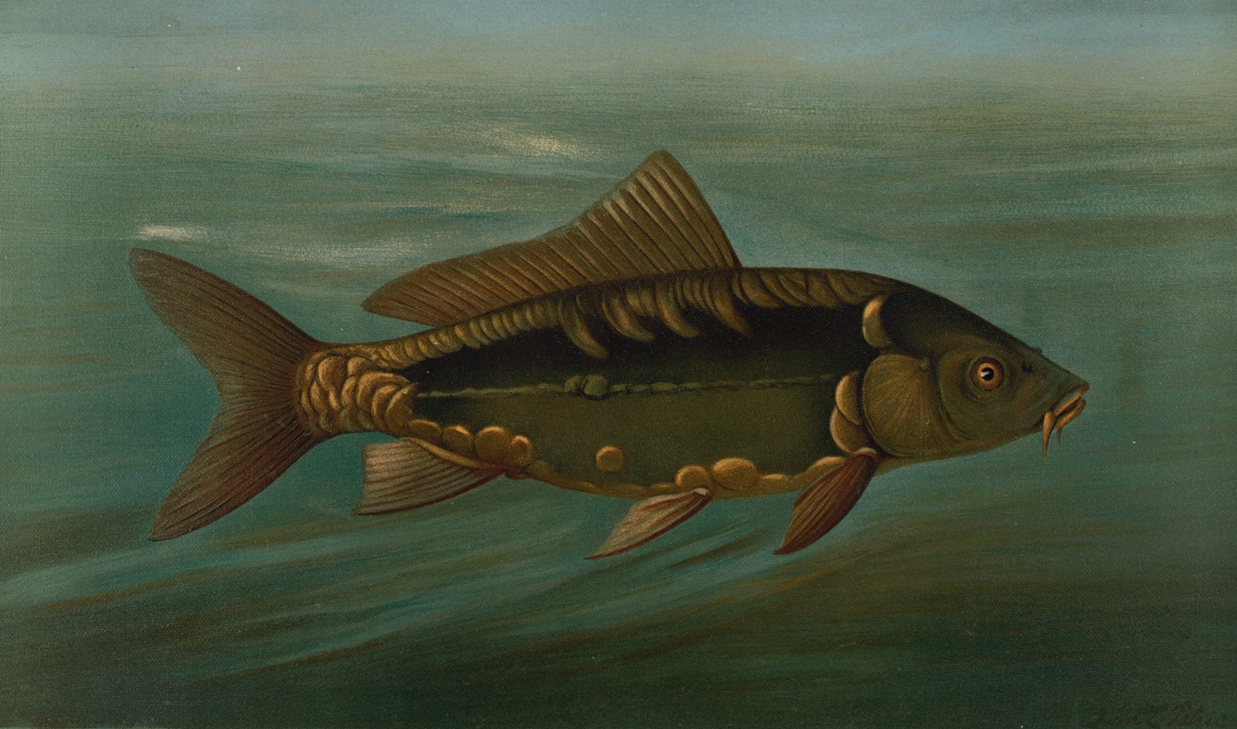 The Mirror Carp, Cyprinus carpio. by John L. Petrie, 1898 — digital art print download