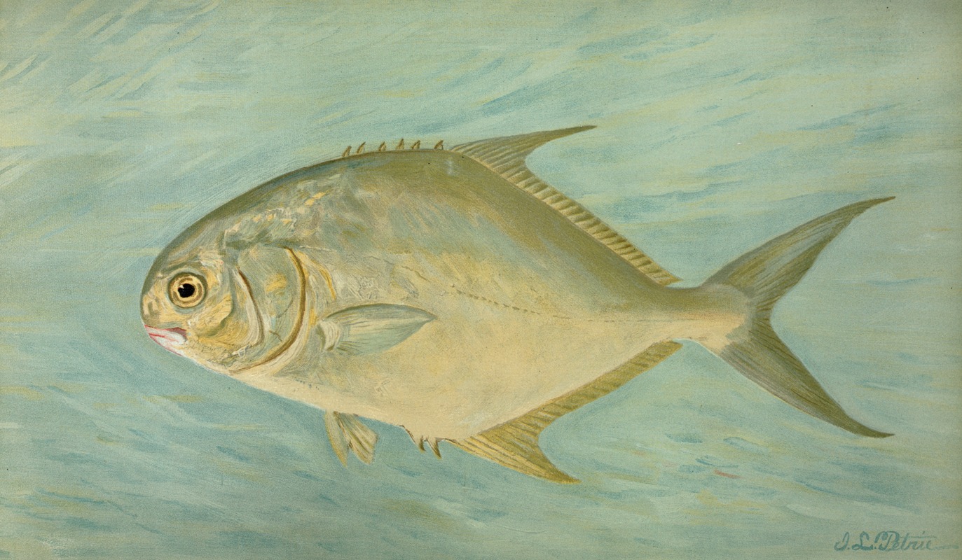 The Pompano, Trachinotus carolinis. by John L. Petrie, 1898 — digital art print download