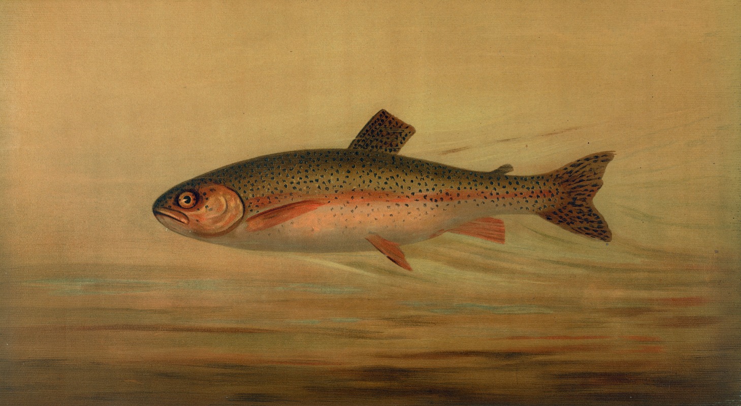 The Rainbow Trout, Salmo irideus. by John L. Petrie, 1898 — digital art print download