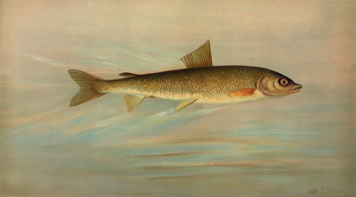 The Rocky Mountain Whitefish, Coregonus williamsoni. — John L. Petrie