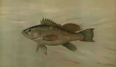 The Sea Bass, Centropristes striatus. by John L. Petrie, 1898 — digital art print download