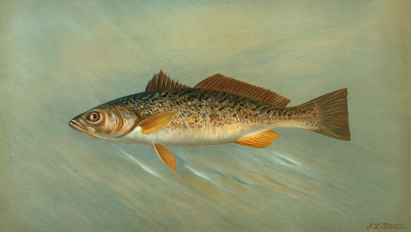 The Spanish Mackerel, Scomberomorus maculatus. by John L. Petrie, 1898 — digital art print download