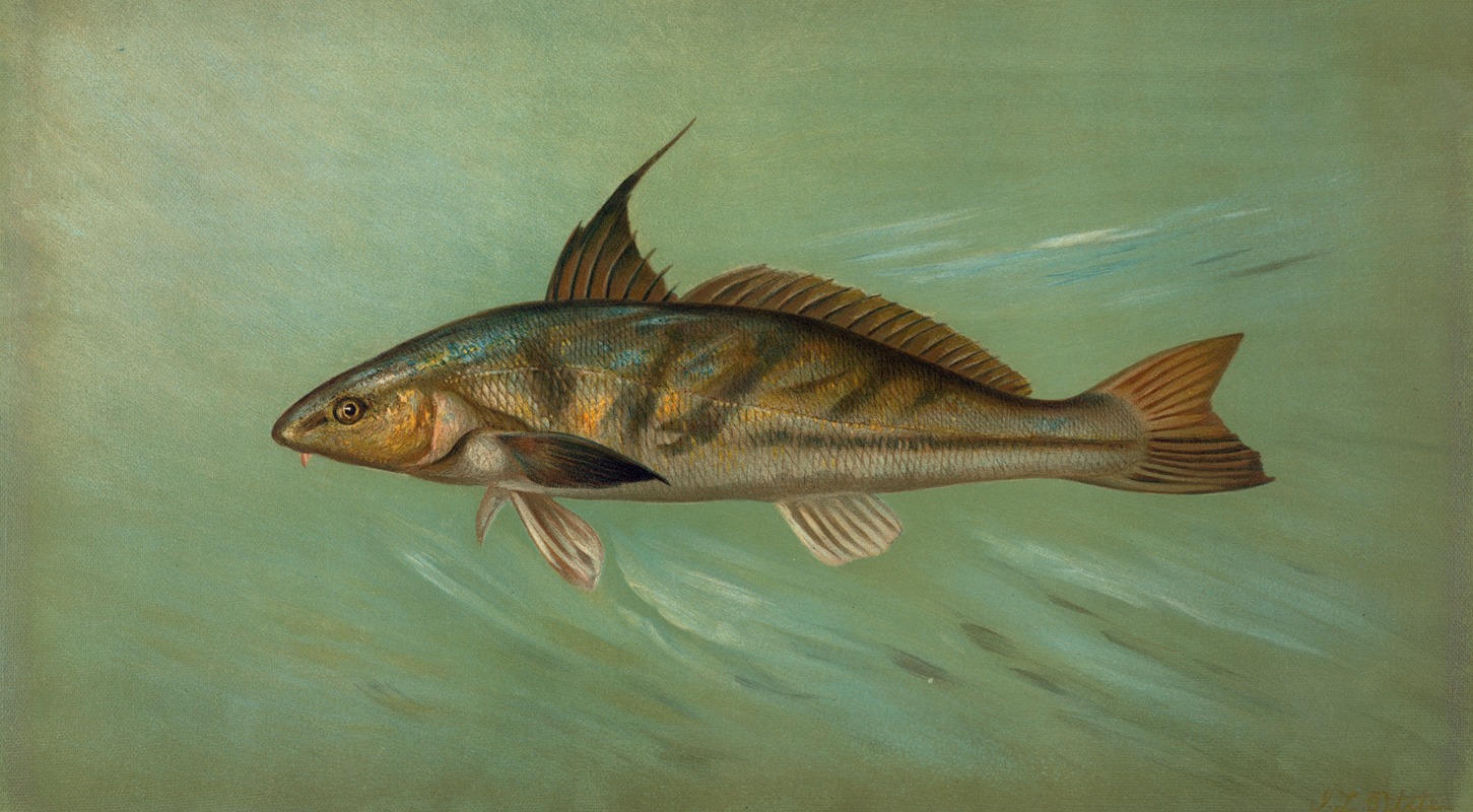 The Weakfish or Squeteague, Cynoscion regale. — John L. Petrie