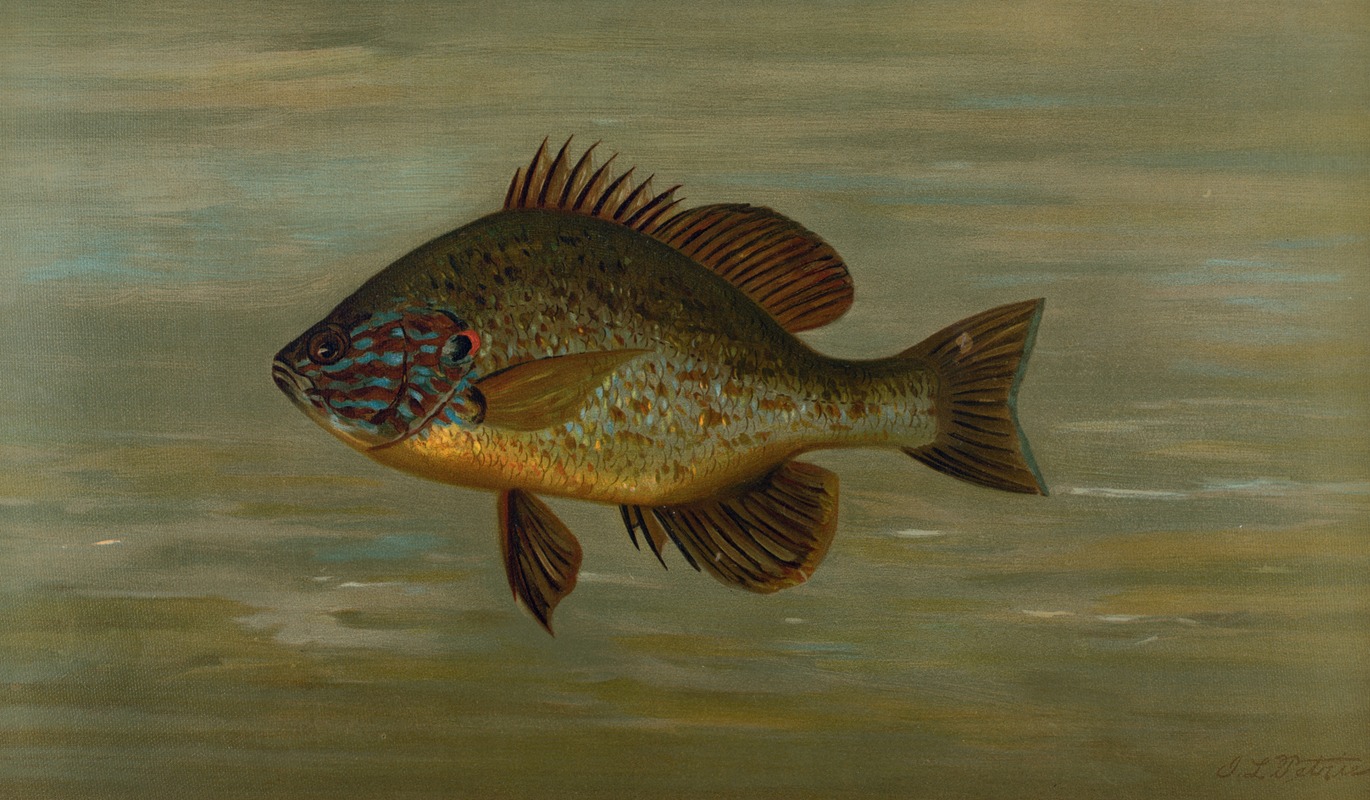 The White or Silver Bass, Roccus chrysops. by John L. Petrie, 1898 — digital art print download