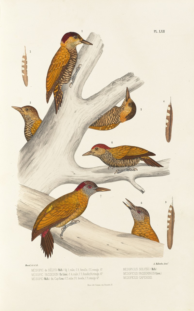 Monographie des picidées pl01 by Alfred Malherbe, 1861-1862 — digital art print download