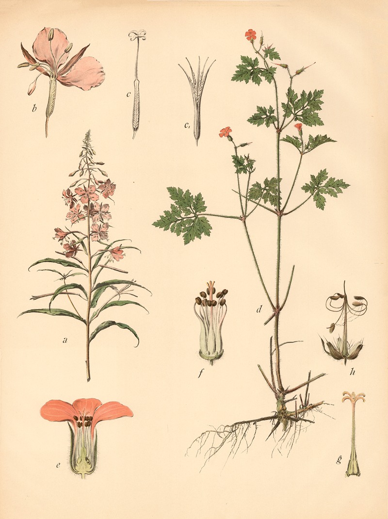 Schmalblättriges Weidenröschen, Ruprechtskraut by Franz Engleder, 1911 — digital art print download