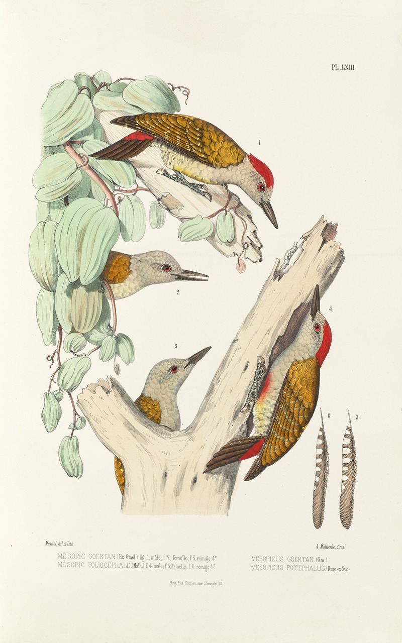 Monographie des picidées pl02 by Alfred Malherbe, 1861-1862 — digital art print download