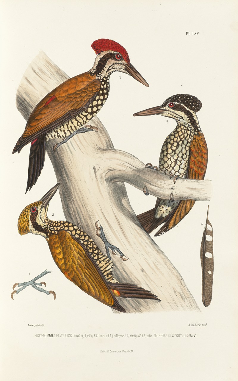 Monographie des picidées pl04 by Alfred Malherbe, 1861-1862 — digital art print download