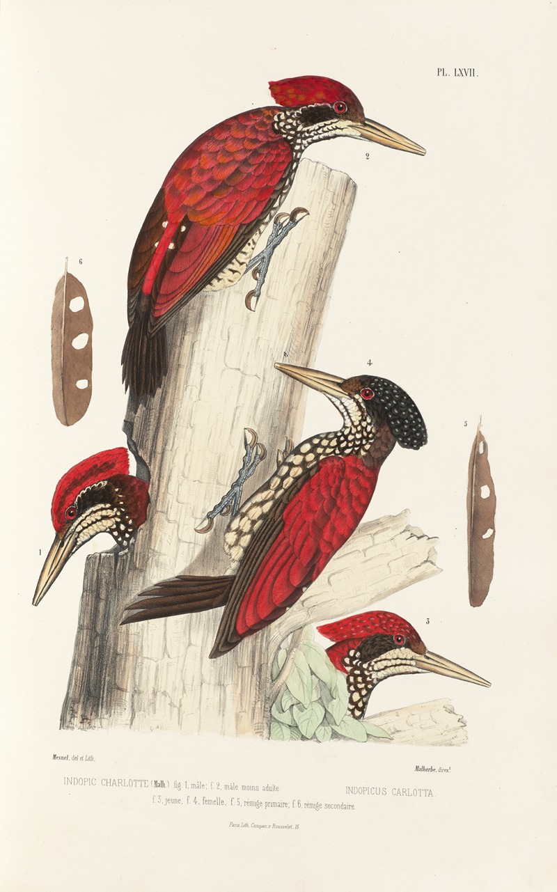 Monographie des picidées pl06 by Alfred Malherbe, 1861-1862 — digital art print download