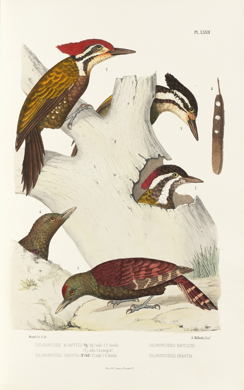 Monographie des picidées pl11 — Alfred Malherbe