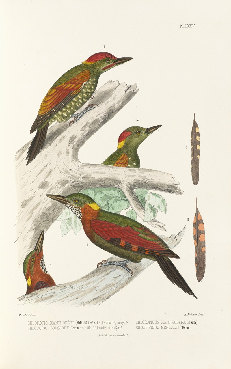 Monographie des picidées pl14 by Alfred Malherbe, 1861-1862 — digital art print download