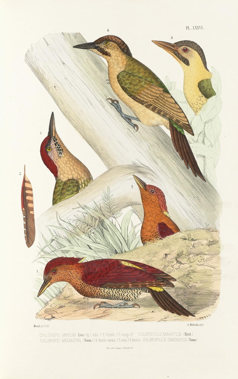 Monographie des picidées pl15 by Alfred Malherbe, 1861-1862 — digital art print download