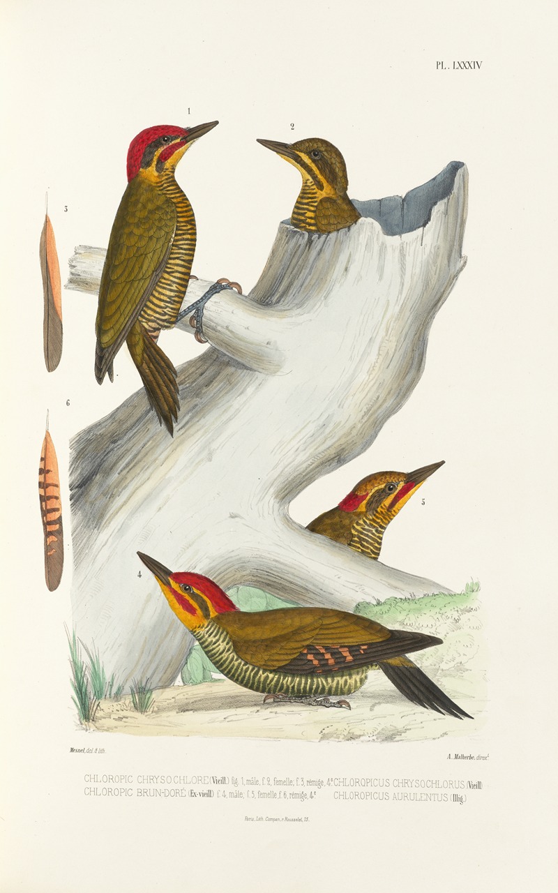 Monographie des picidées pl23 by Alfred Malherbe, 1861-1862 — digital art print download