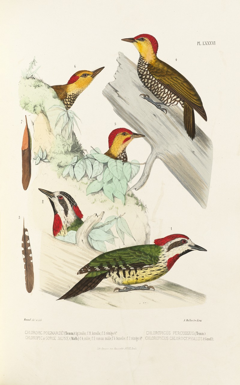 Monographie des picidées pl25 by Alfred Malherbe, 1861-1862 — digital art print download