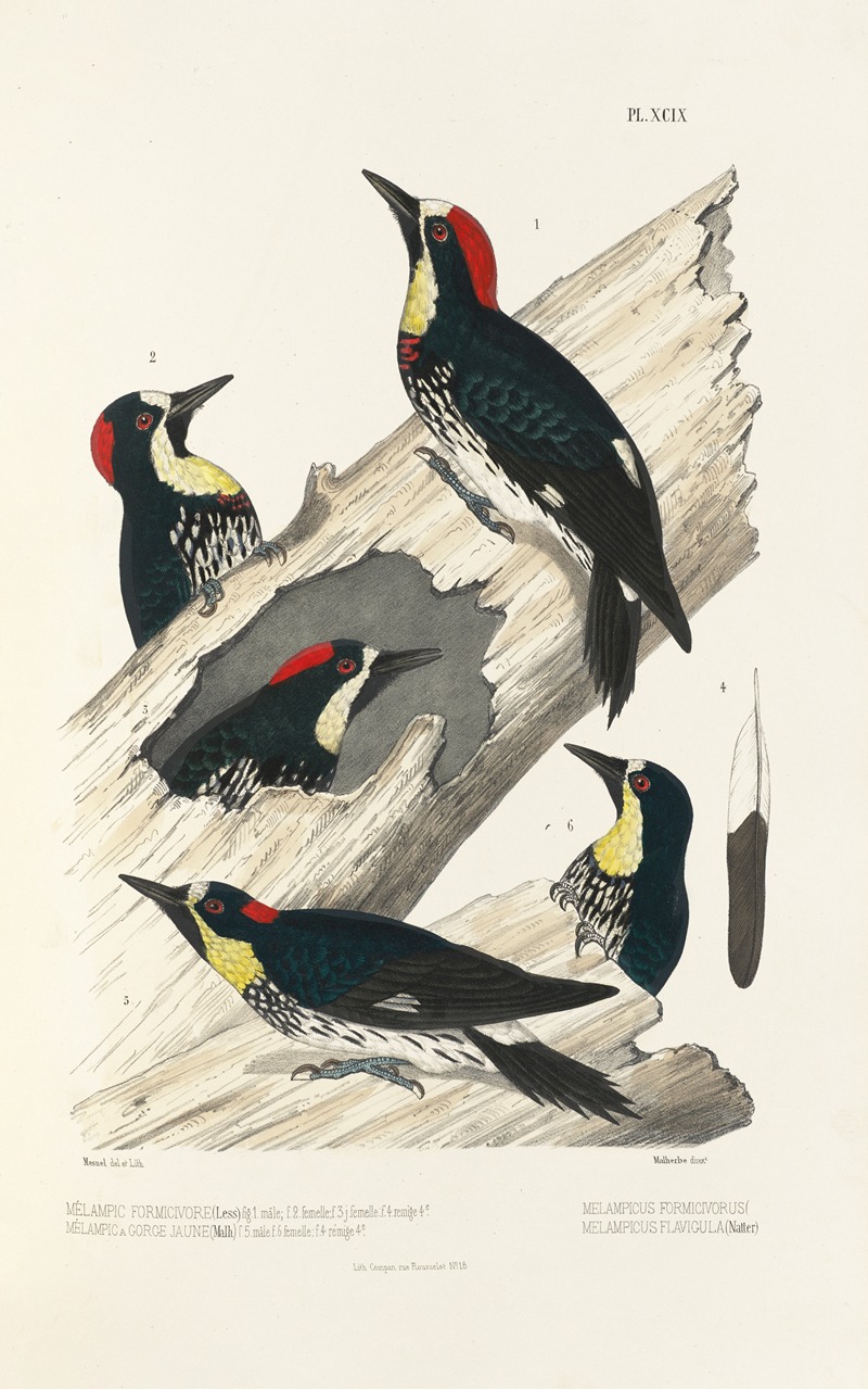Monographie des picidées pl28 by Alfred Malherbe, 1861-1862 — digital art print download