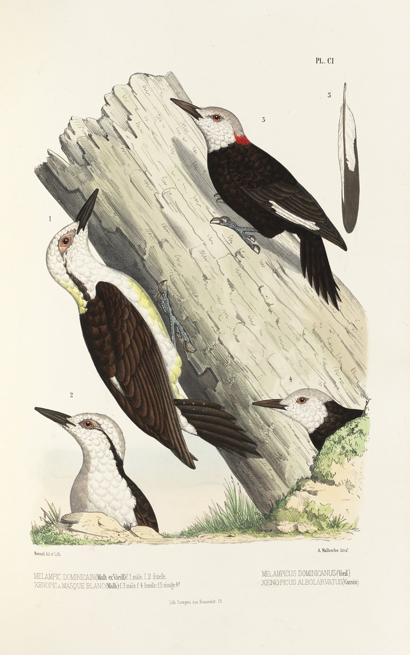 Monographie des picidées pl30 by Alfred Malherbe, 1861-1862 — digital art print download