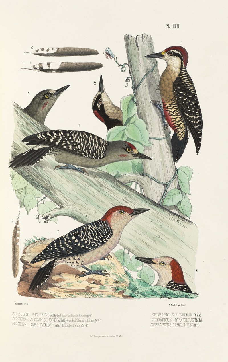 Monographie des picidées pl32 by Alfred Malherbe, 1861-1862 — digital art print download