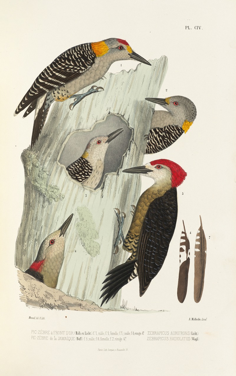 Monographie des picidées pl33 by Alfred Malherbe, 1861-1862 — digital art print download