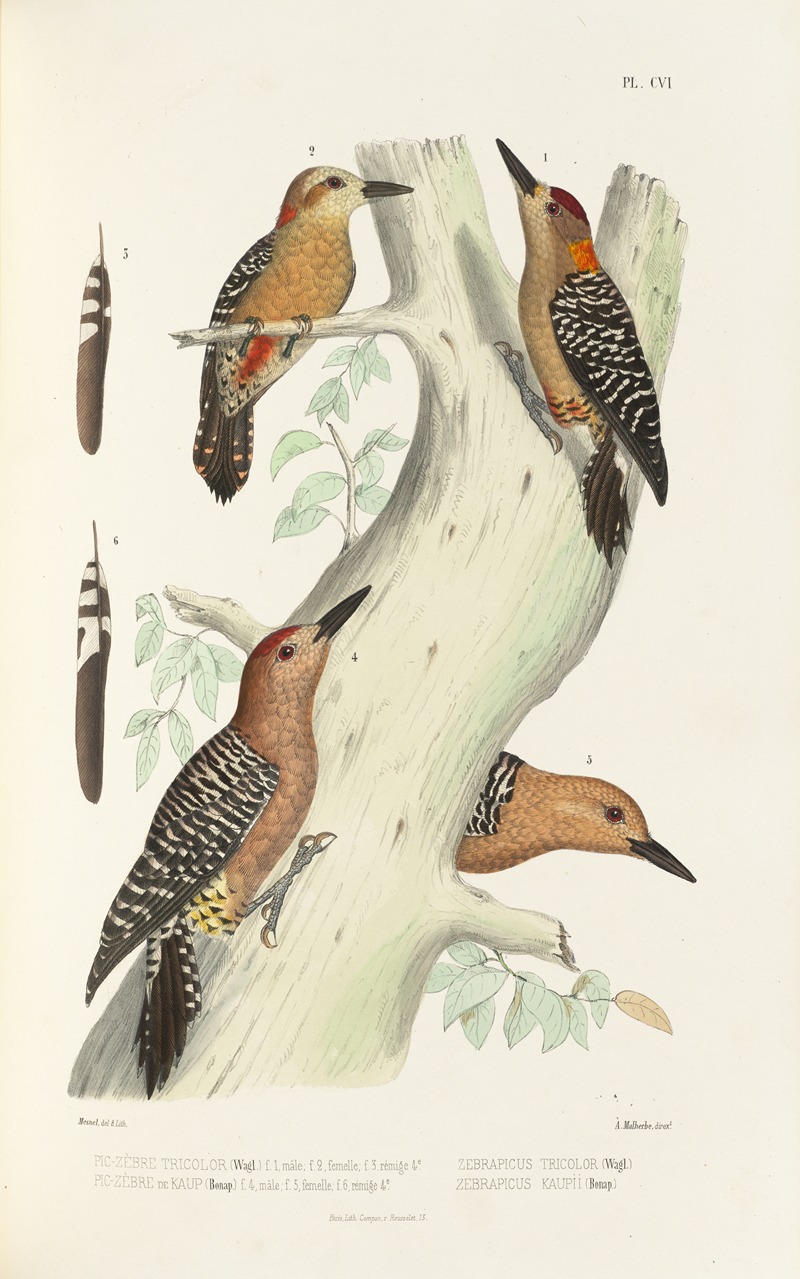 Monographie des picidées pl35 by Alfred Malherbe, 1861-1862 — digital art print download