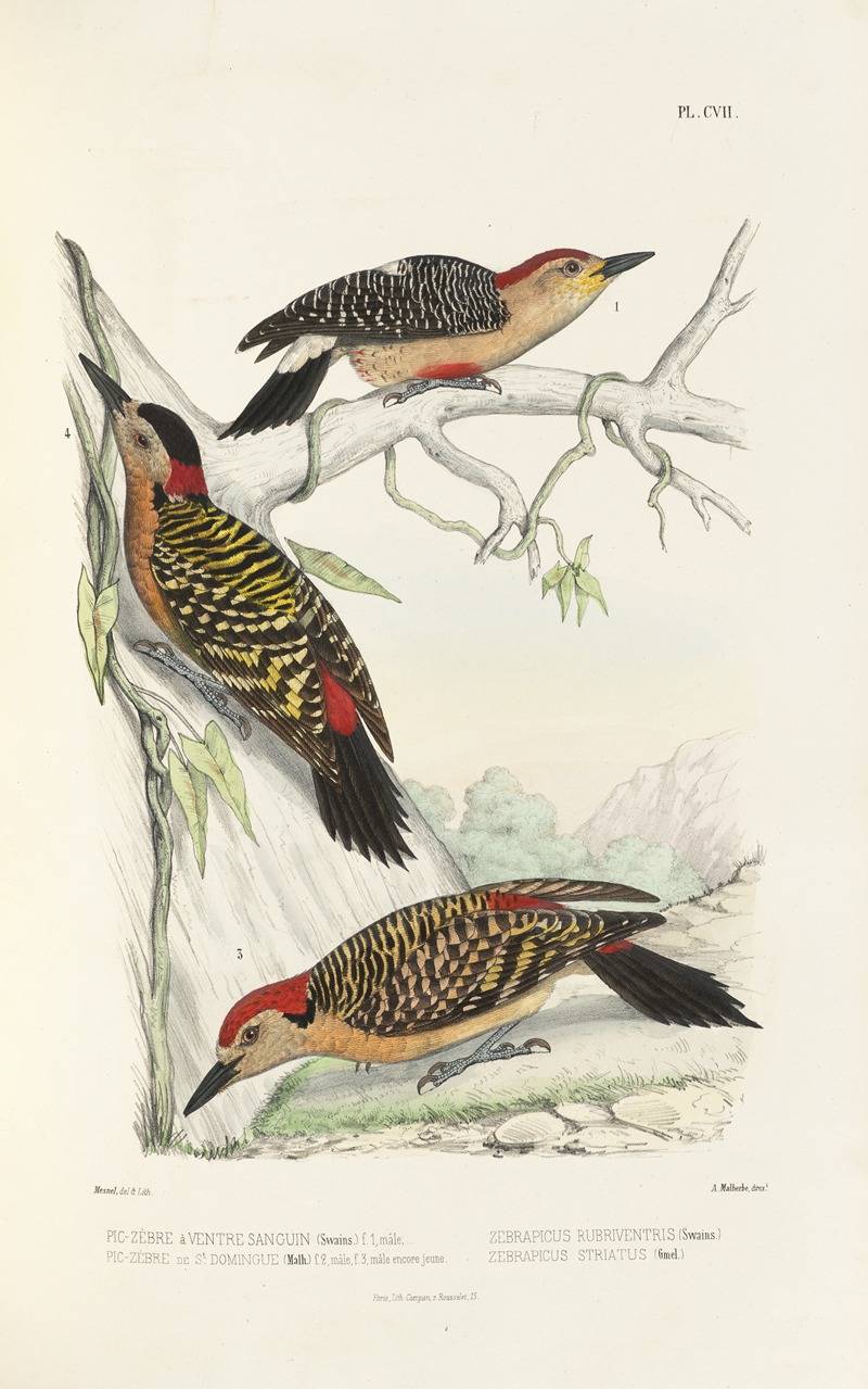 Monographie des picidées pl36 by Alfred Malherbe, 1861-1862 — digital art print download