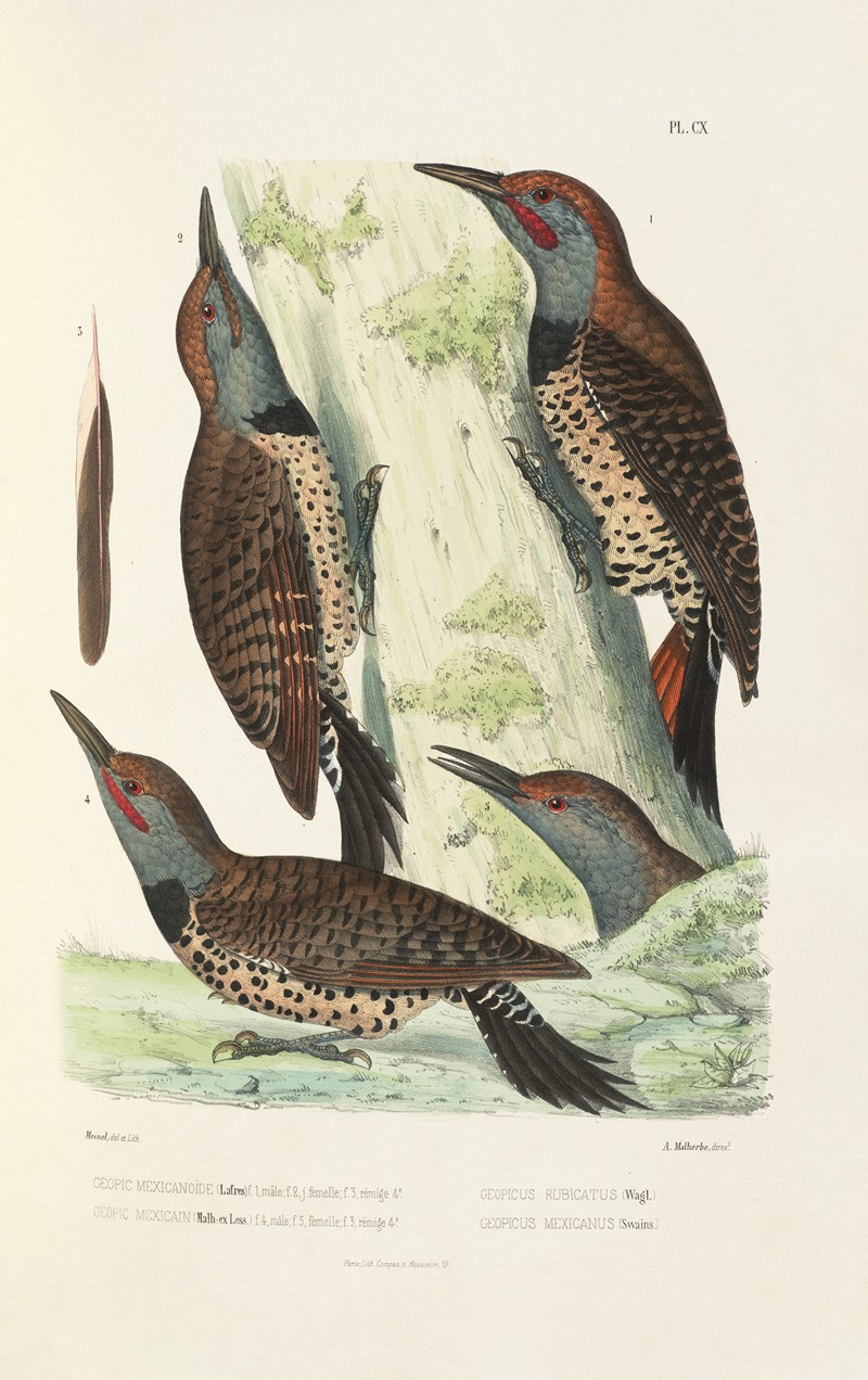 Monographie des picidées pl39 by Alfred Malherbe, 1861-1862 — digital art print download