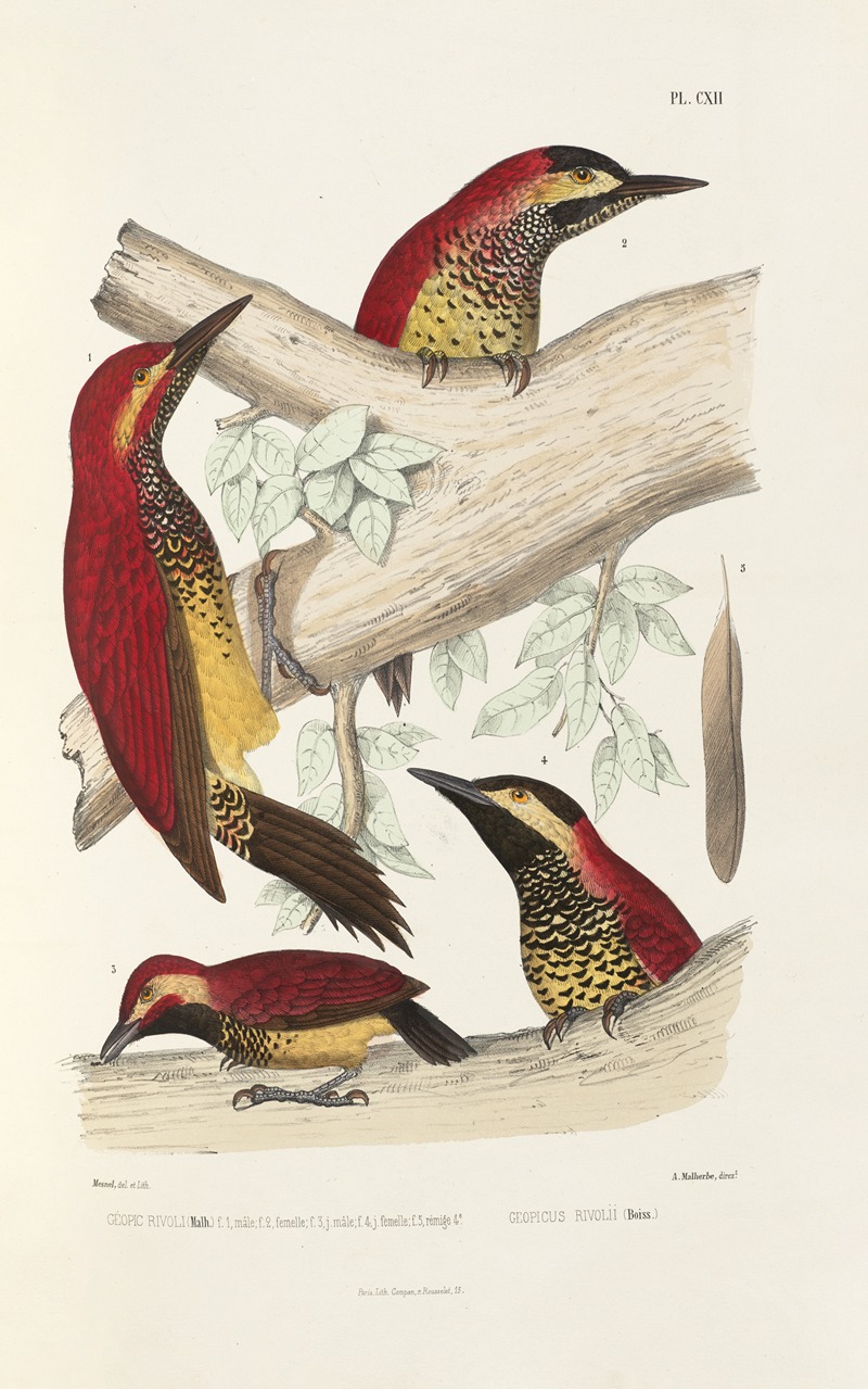 Monographie des picidées pl41 by Alfred Malherbe, 1861-1862 — digital art print download